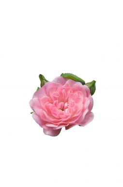 Роза миниатюрная Фейри